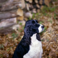 Picture of english springer spaniel in usa, portrait