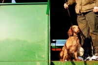 Picture of English Springer Spaniel in wagon