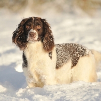 Picture of English Springer Spaniel in winter