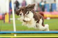 Picture of English Springer Spaniel juming at trial