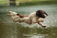 Picture of English Springer Spaniel jumping into water