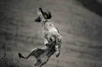 Picture of English Springer Spaniel jumping, all legs in air