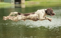 Picture of English Springer Spaniel jumping into river