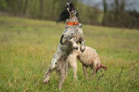 Picture of English Springer Spaniel jumping to catch a stick
