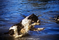 Picture of english springer spaniel jumping into water