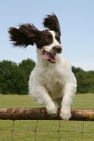 Picture of English Springer Spaniel jumping fence