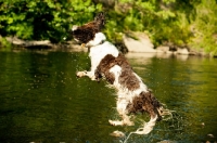 Picture of English Springer Spaniel jumping into river