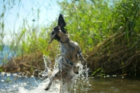 Picture of English Springer Spaniel jumping out of the water with stick in mouth