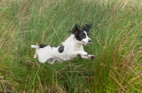 Picture of English Springer Spaniel jumping