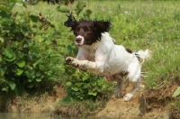 Picture of English Springer Spaniel jumping into water