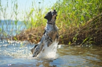 Picture of English Springer Spaniel jumping out of the water
