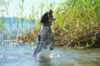 Picture of English Springer Spaniel jumping out of the water to catch a stick