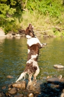 Picture of English Springer Spaniel jumping up in river