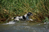 Picture of English Springer Spaniel jumping in the water, all legs in air