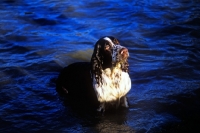 Picture of english springer spaniel looking up from water