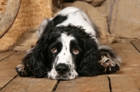 Picture of English springer spaniel lying down on wooden floor