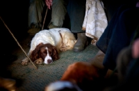 Picture of English Springer Spaniel lying down