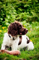 Picture of English Springer Spaniel near dummy