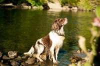 Picture of English Springer Spaniel near river