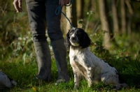 Picture of english springer spaniel on a lead