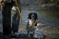 Picture of english springer spaniel on a lead, crossing a stream with owner