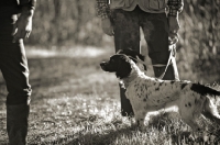 Picture of english springer spaniel on a lead