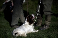 Picture of English Springer Spaniel on lead, looking at man