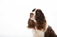 Picture of english springer spaniel on white background
