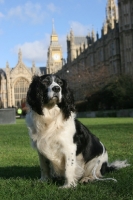 Picture of English Springer Spaniel outside the Houses of Parliament