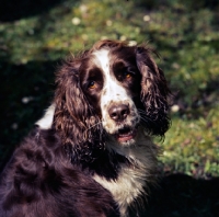 Picture of english springer spaniel owned by jack hargreaves, portrait