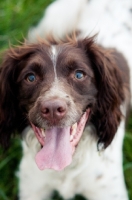 Picture of English Springer Spaniel portrait