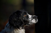 Picture of english springer spaniel profile