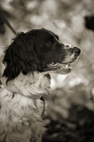 Picture of english springer spaniel profile