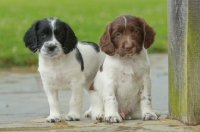Picture of English Springer Spaniel puppies