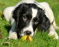 Picture of English Springer Spaniel puppy smelling apple
