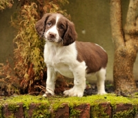 Picture of English Springer Spaniel puppy