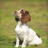 Picture of english springer spaniel puppy being trained