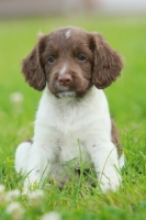 Picture of English Springer Spaniel puppy sitting on grass