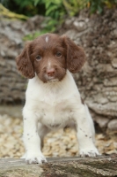 Picture of English Springer Spaniel puppy