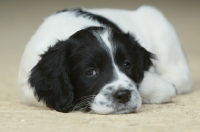 Picture of English Springer Spaniel puppy
