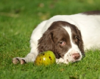 Picture of English Springer Spaniel puppy looking at apple