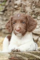 Picture of English Springer Spaniel puppy