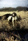 Picture of english springer spaniel ready to work