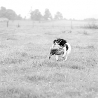 Picture of english springer spaniel retrieving 