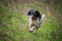 Picture of English Springer Spaniel running in a green scenery, tongue out