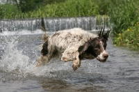 Picture of English Springer Spaniel running through water