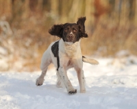 Picture of English Springer Spaniel running in snow