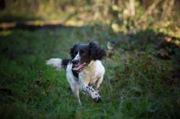 Picture of english springer spaniel running happily in a field