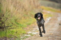 Picture of english springer spaniel running on a gravel road