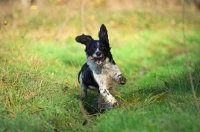 Picture of english springer spaniel running happily in a field
